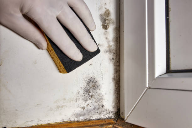 Best Mold Damage Restoration  in Pensacola, FL