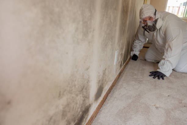 Best Basement Mold Removal  in Pensacola, FL